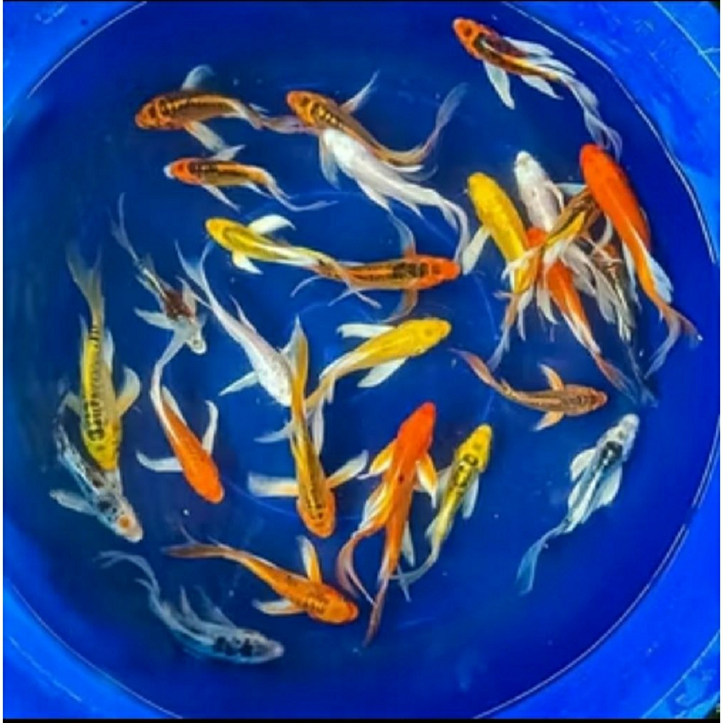 Terlaris koi metalik selayer kumpai 7-8 cm paket 10 ekor