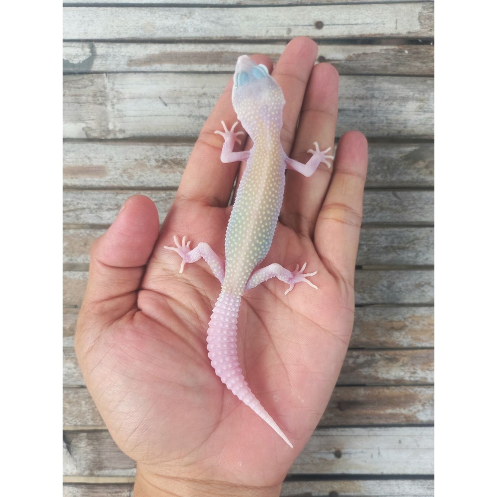 MAINAN GECKO BLIZZARD ECLIPSE JUVENILE SESUAI FOTO