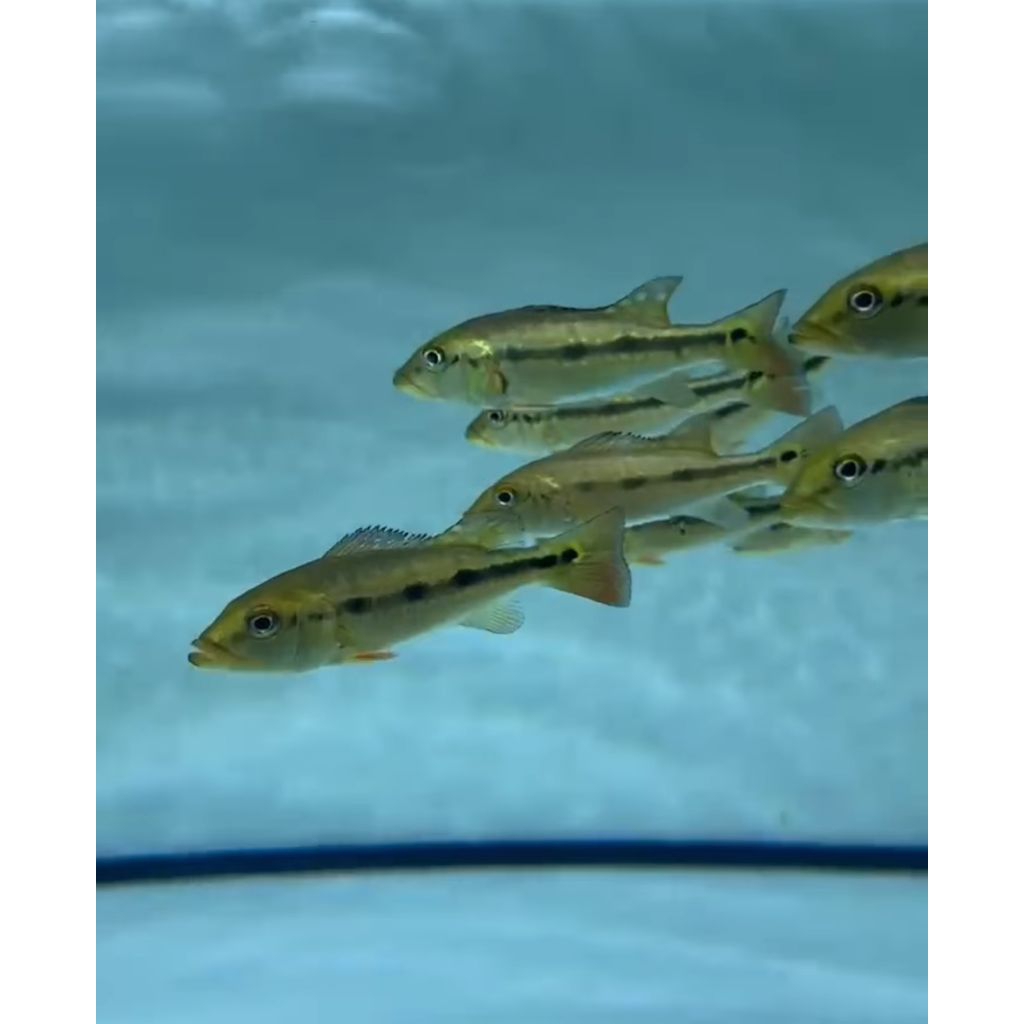 Pbass Fogo Pure 7-8cm