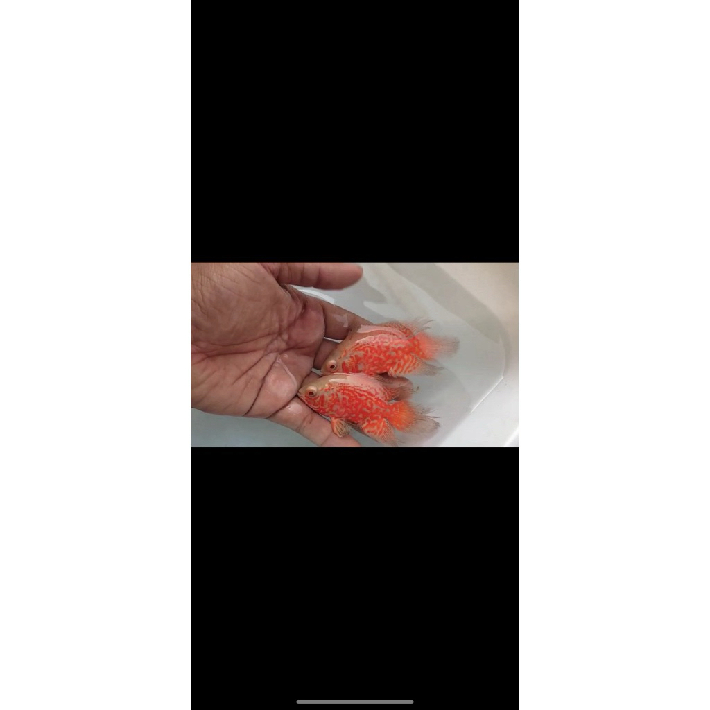 Oscar Tiger Albino Good Marking Slayer 10cm import ( kualitas terbaik )