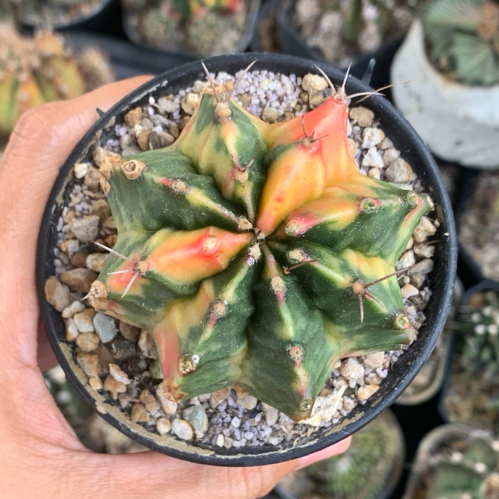 Gymnocalycium mihanovichii hybrid gymno id var hybrid jumbo varigata kaktus gymno miha var tanaman h