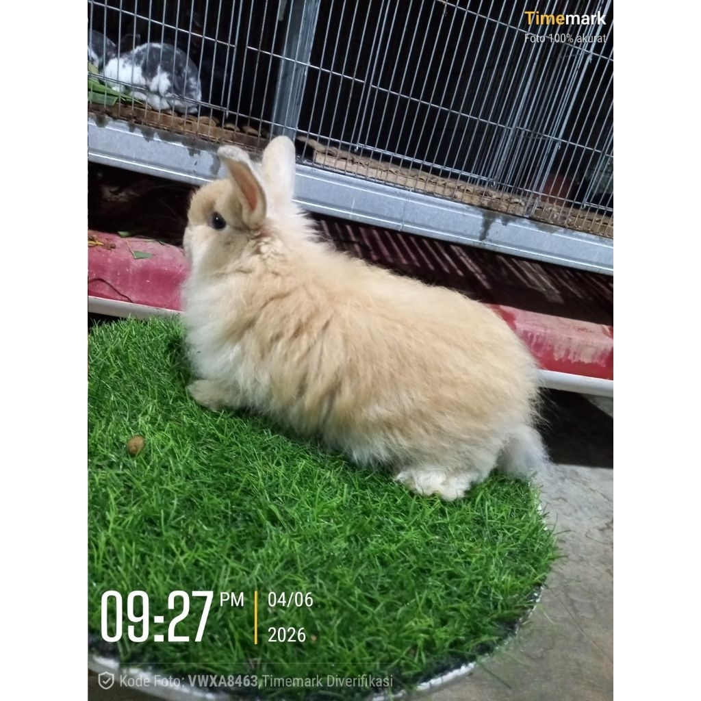 Kelinci hias mini Jersey Wolly.