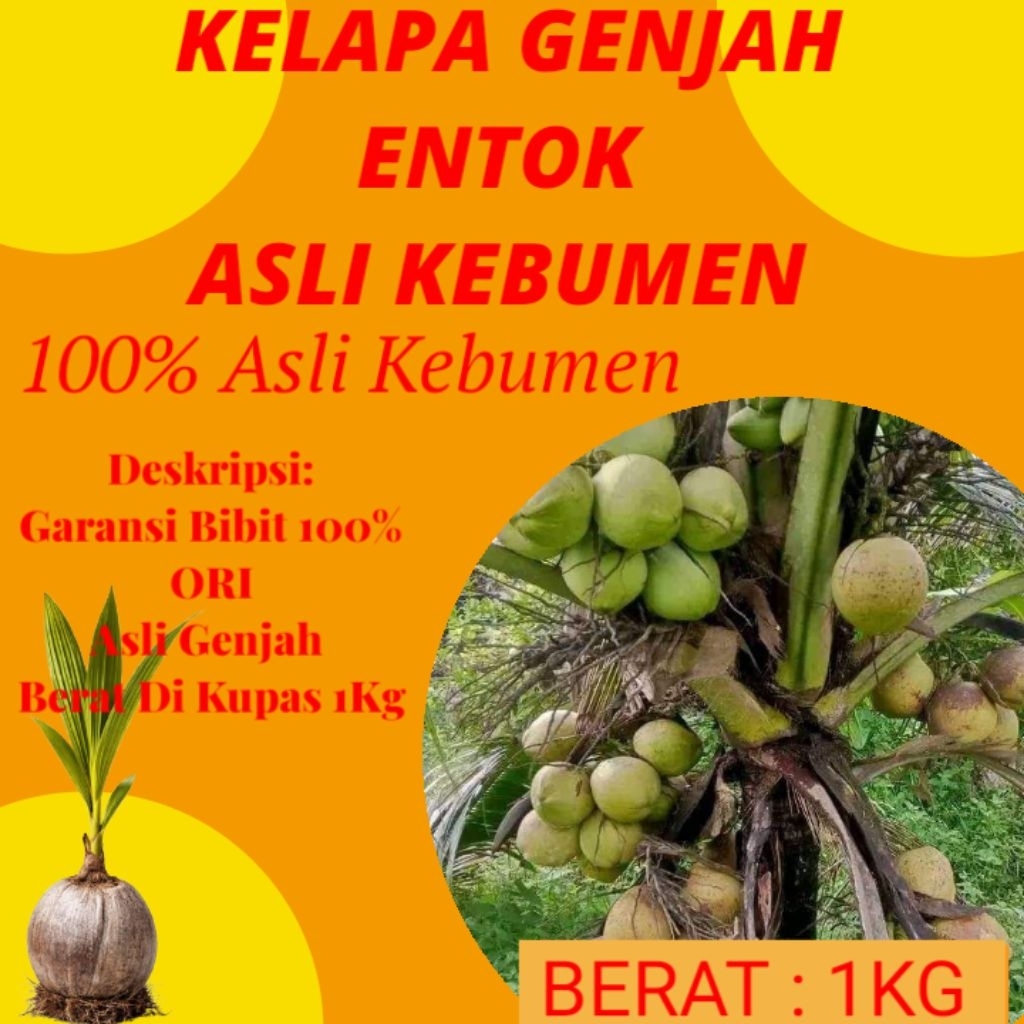 DICARI-CARI  Pohon Kelapa Pendek Buah Besar, Pohon Kelapa Pendek Berbuah Lebat