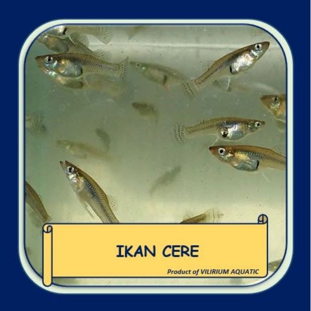 Ikan Cere Seribu Hidup - Impun Belenduk blenduk Cethul Cethol Cetul Guppy Pantau Seluang Cerek Kakul