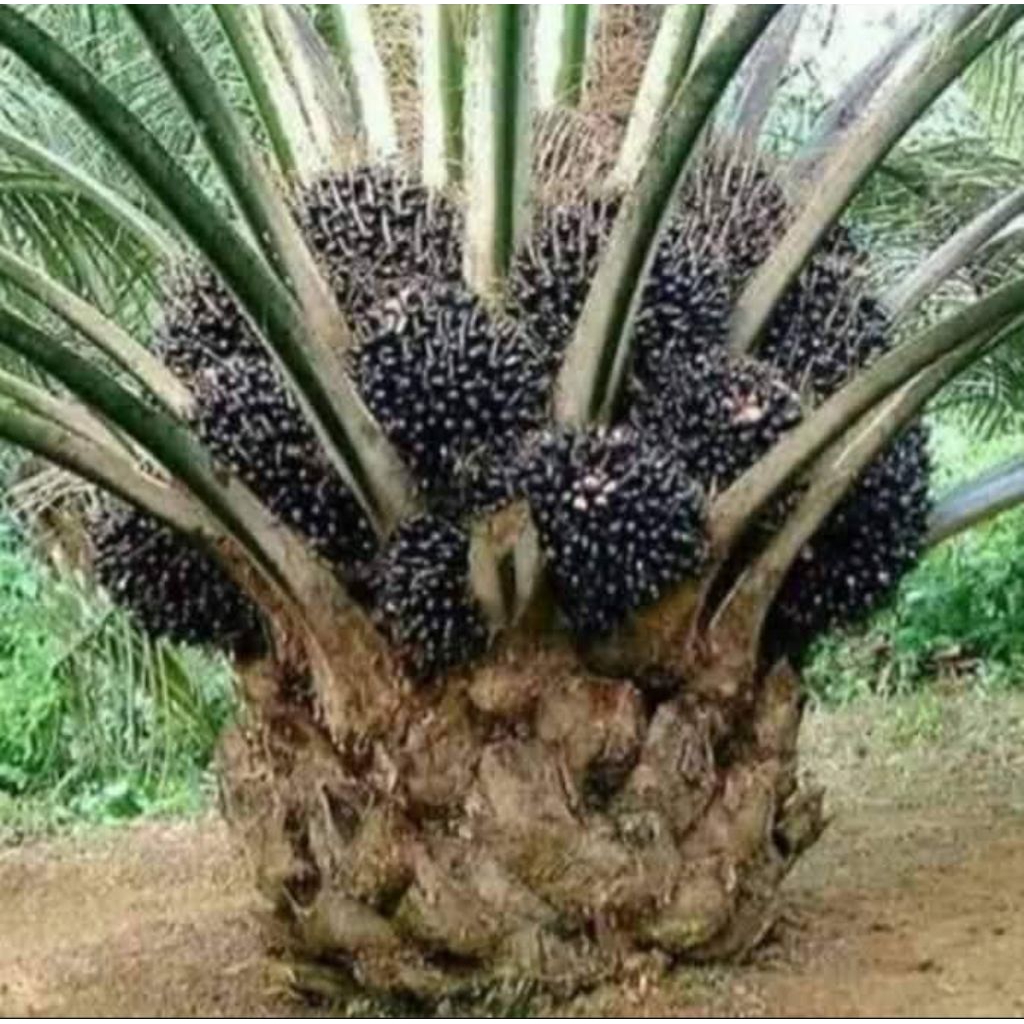 Benih Sawit SEU SUPREME Berkualitas buah lebat isi 250 butir