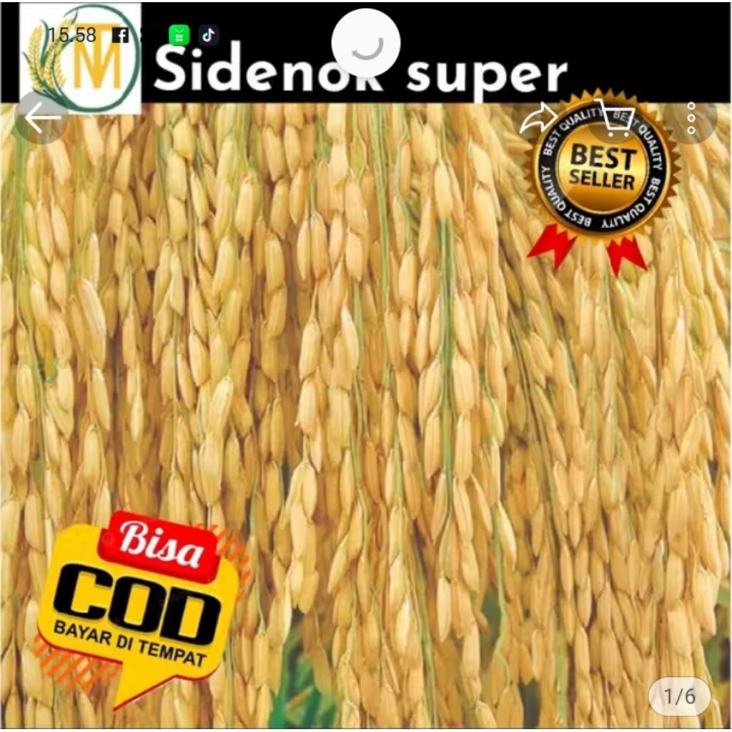 benih padi  si Denok super