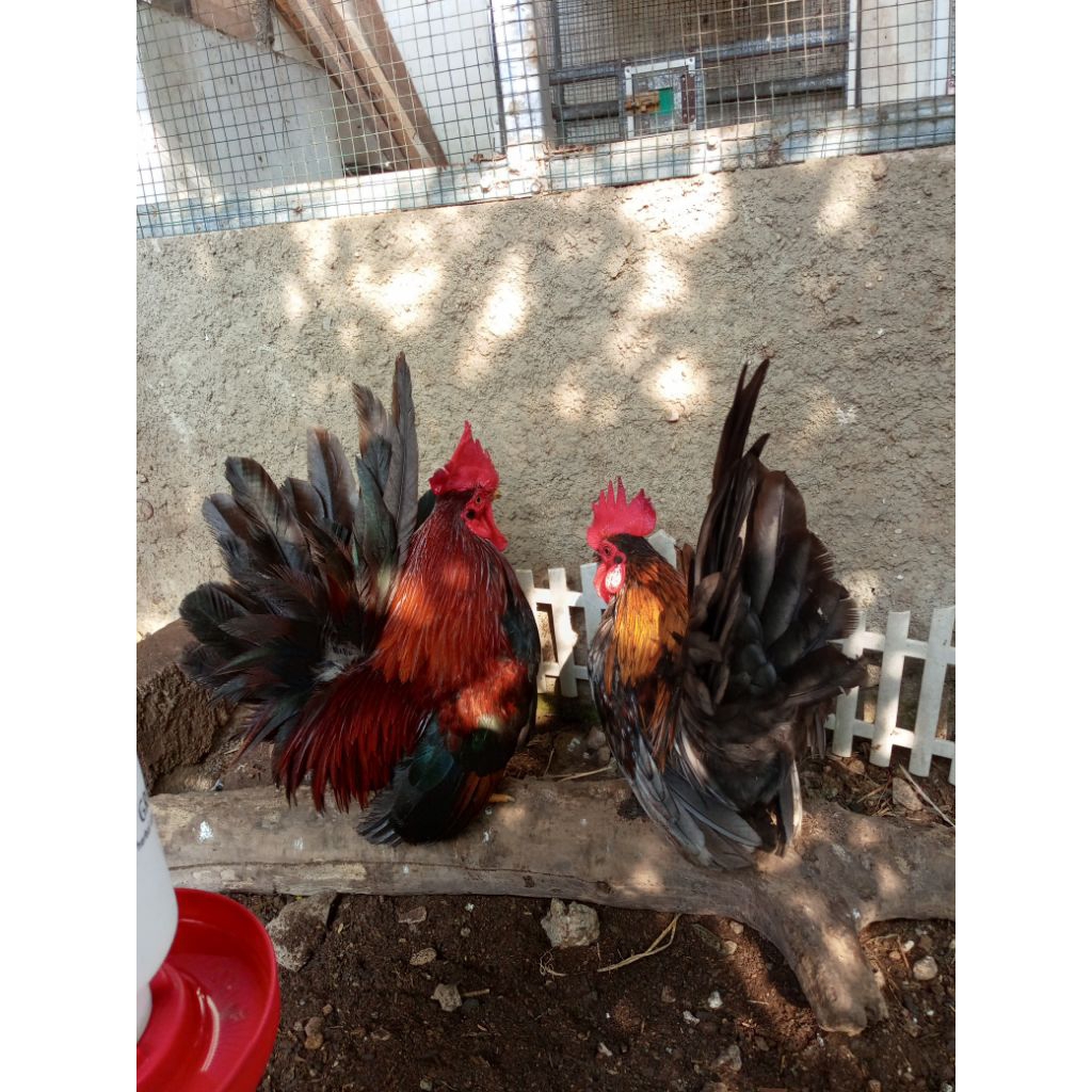 ayam kate ceper istimewa jantan