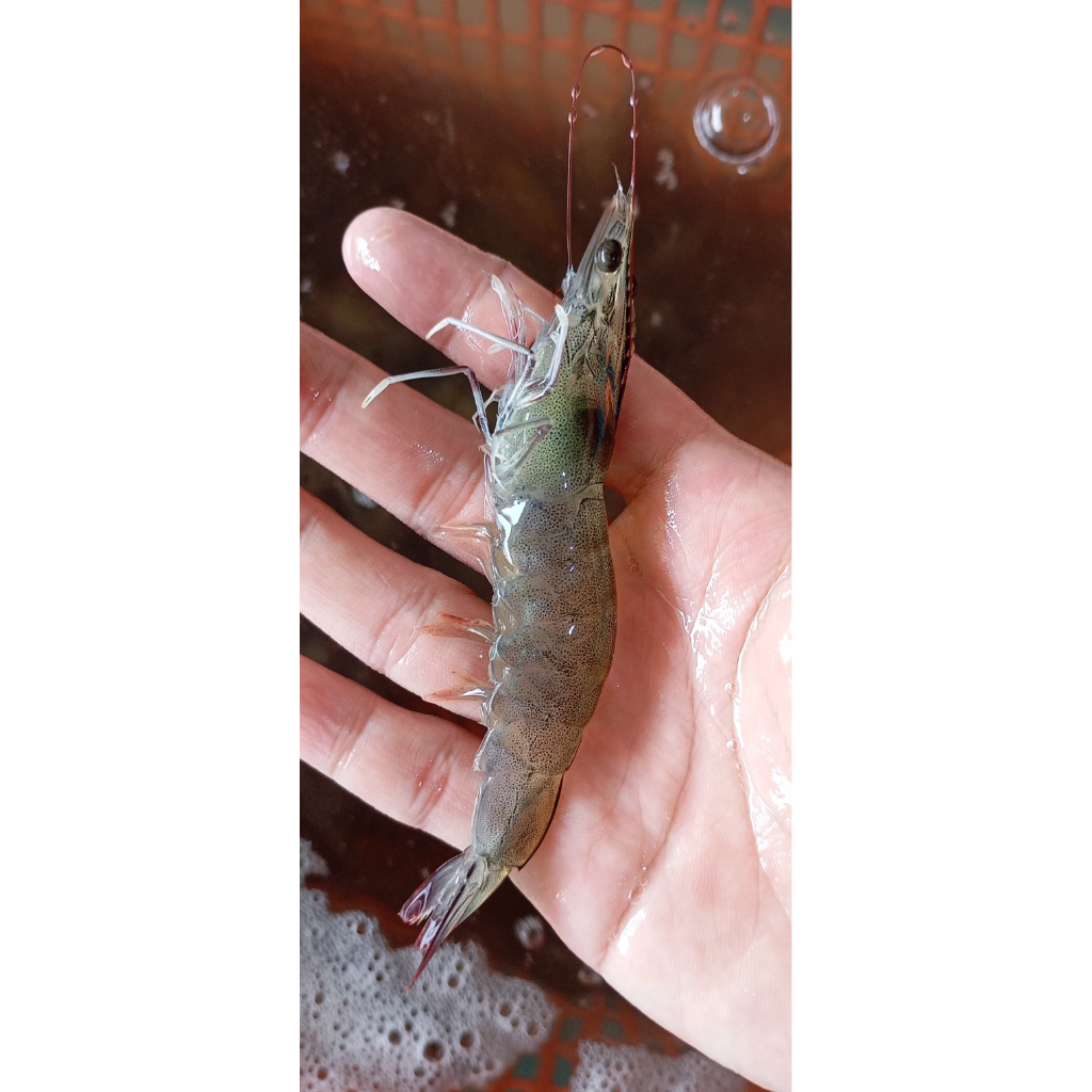 Udang Vaname Hidup (1Kg) Live Seafood