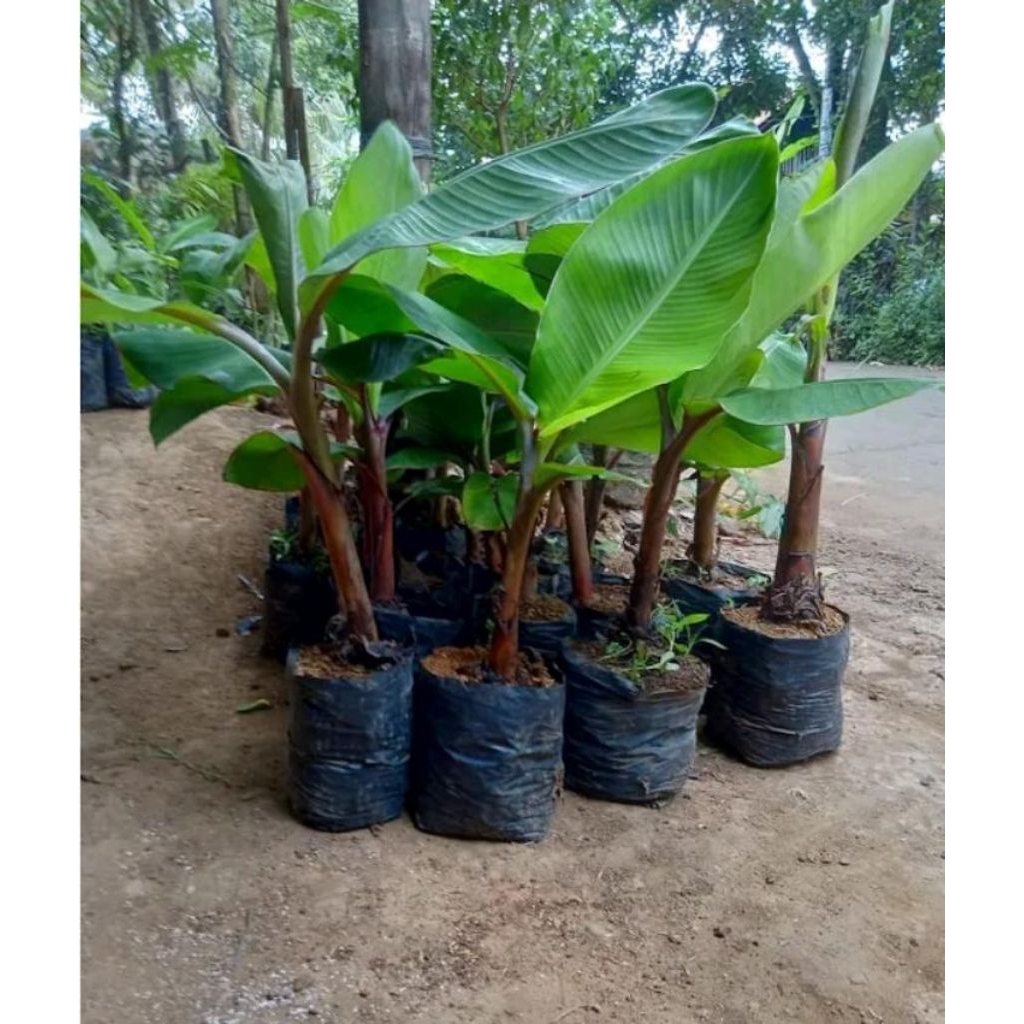 bibit pohon pisang tanduk