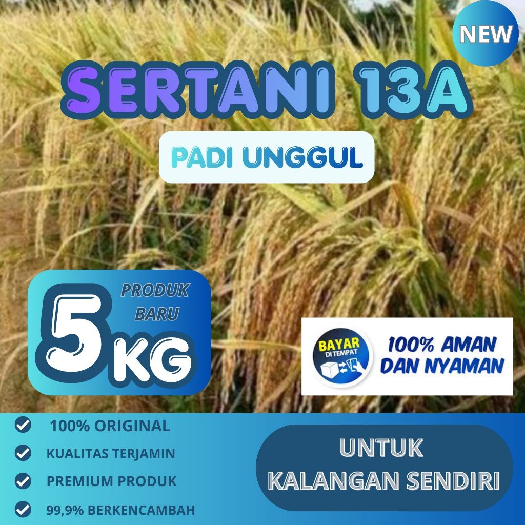 Benih Padi Sertani 13A hasil terbanyak