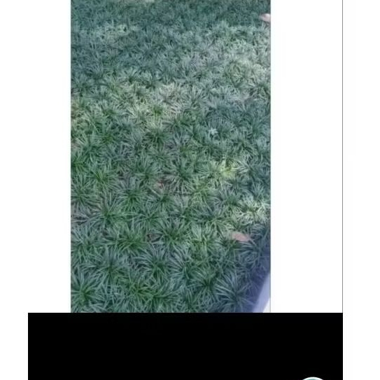 Rumput kucai mini perhelai/ bibit