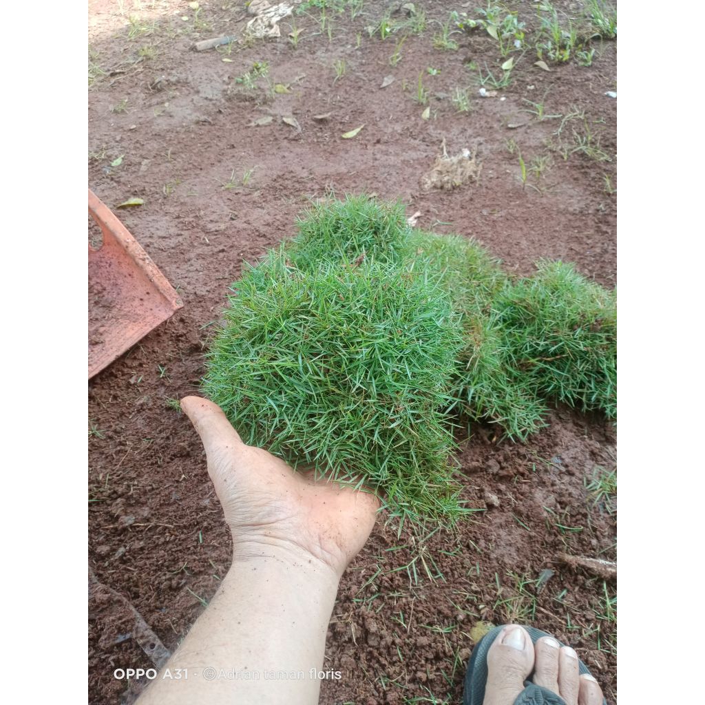 rumput jepang 1 meter persegi