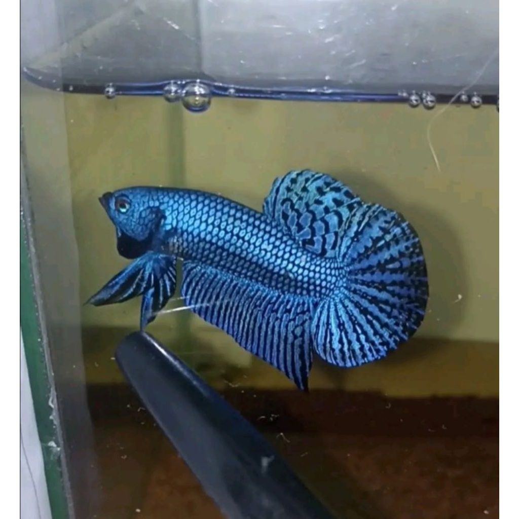 IKAN CUPANG ALIEN BLUE