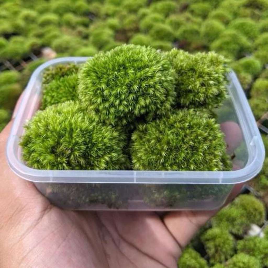 Sphagnum moss / Moss hidup / Sphagnum / Terarium / paludarium