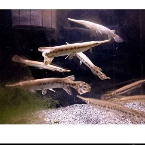 FLORIDA GAR UKURAN 7-9 CM