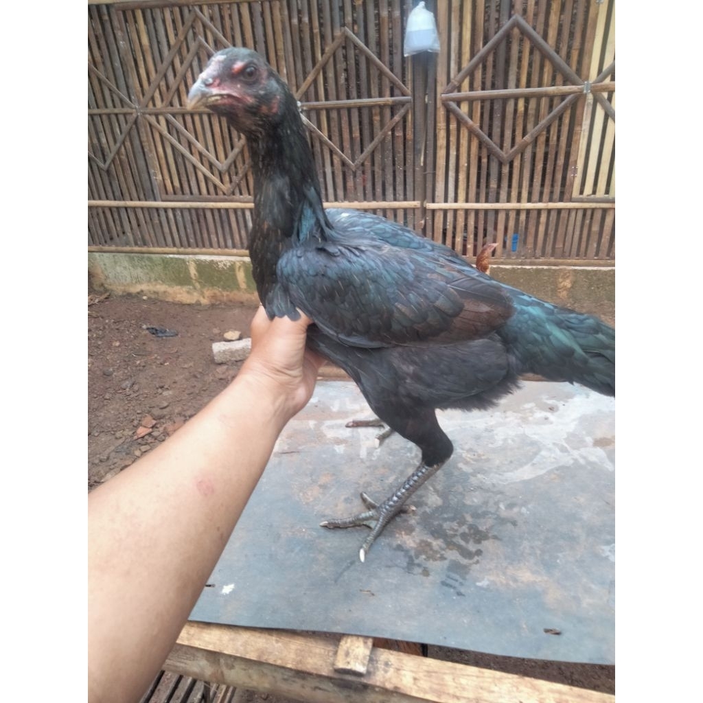 biang Pakhoy usia 8bulan siap Pro (Line Blackbull)