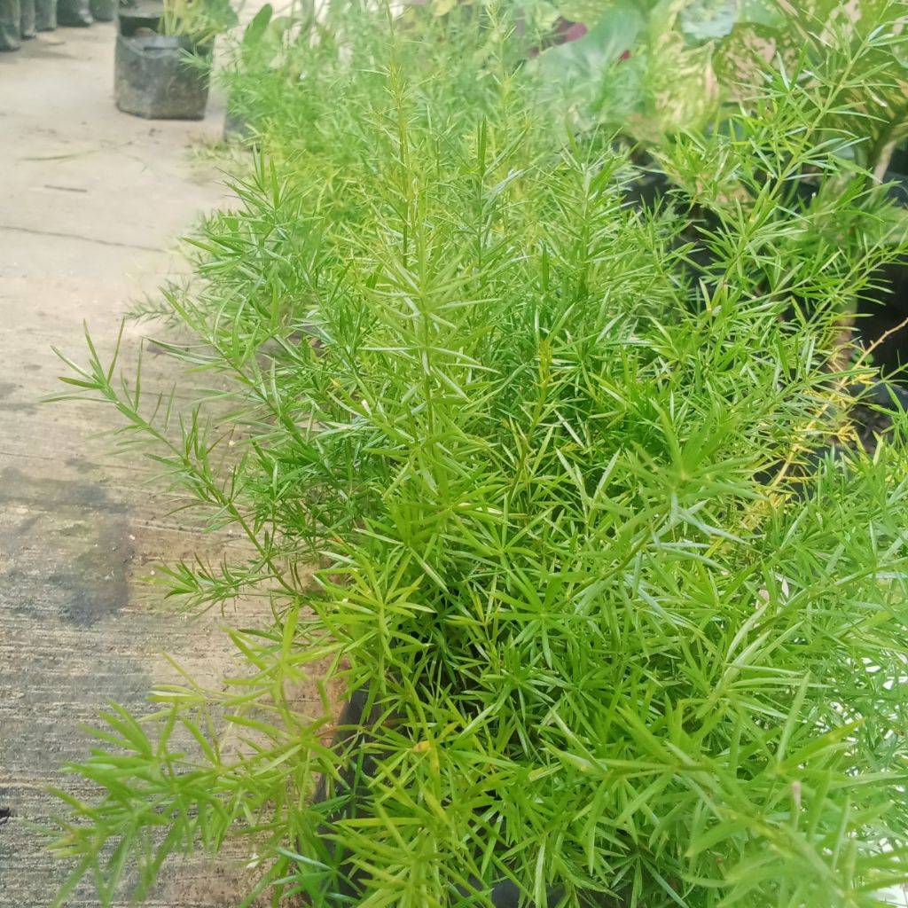Pakis hujan (Asparagus atau Shatavari) /Asparagus Falcatus ,Asparagus Sprengeri/Tanaman hias /siap t