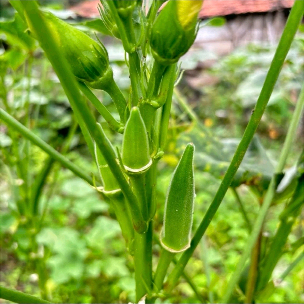 Okra Hijau Segar 1kg - Segar, Praktis,