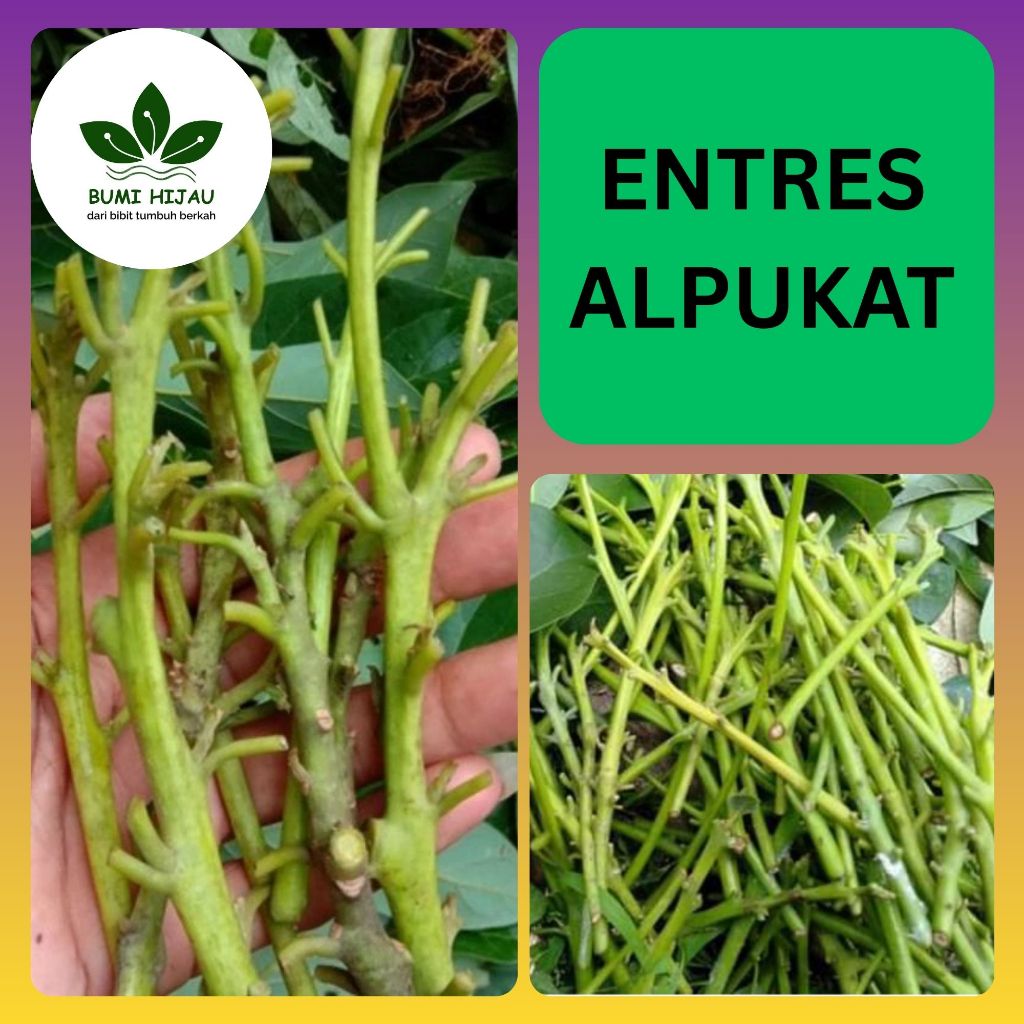 Entres Alpukat Premium – Bahan Grafting Pilihan, Produktif & Unggul