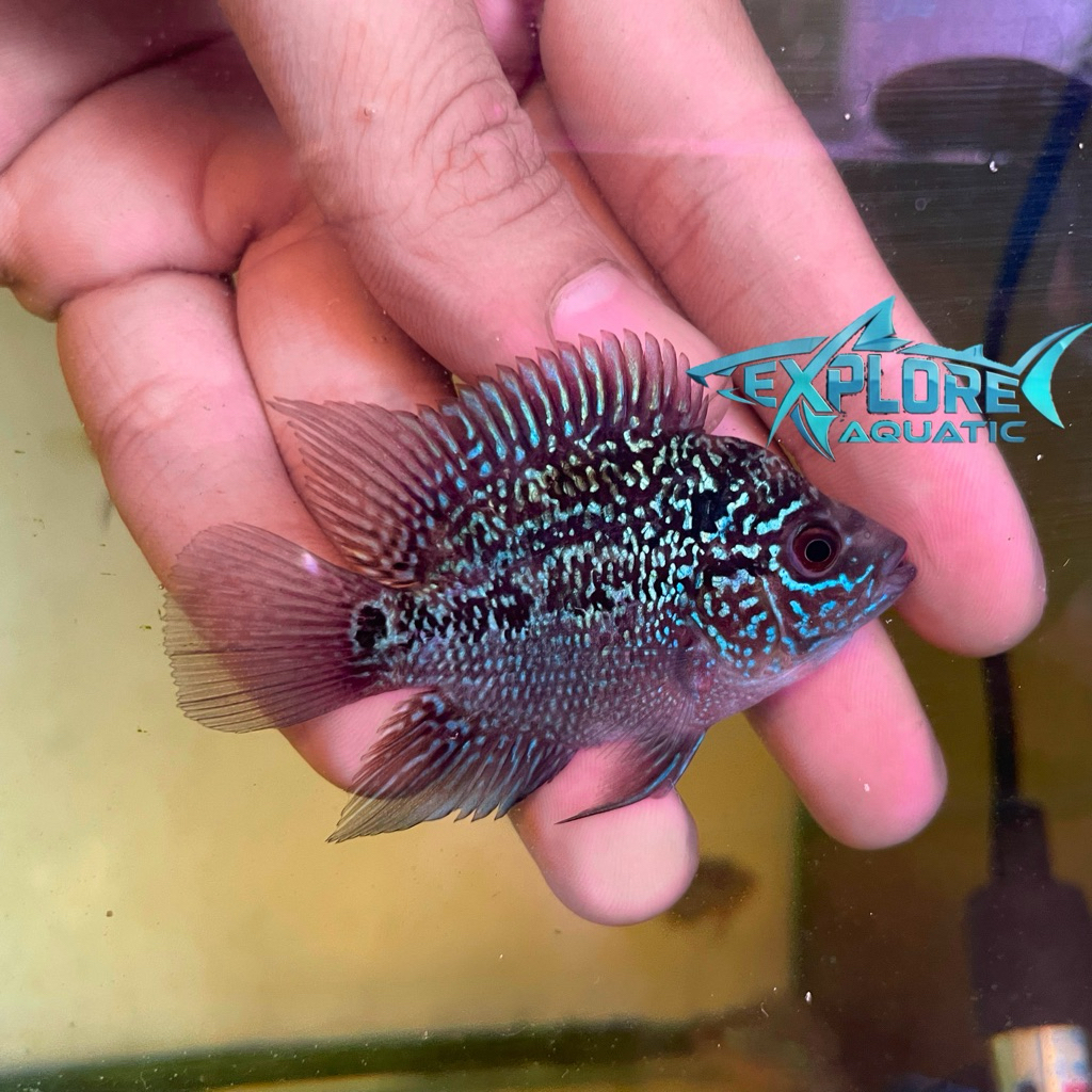 Louhan SRD Super Red Dragon ShortBody 5cm - Ikan Hias Aquarium