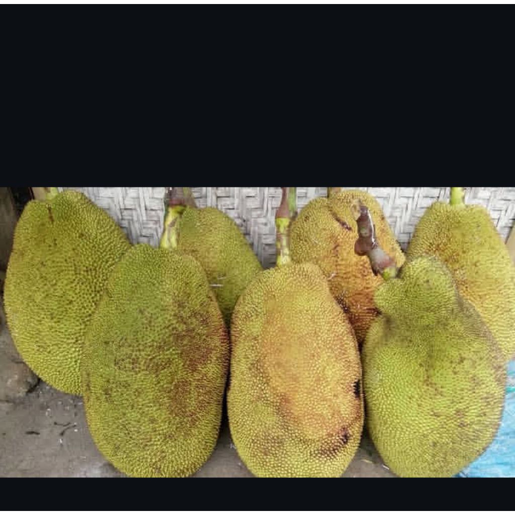 Nangka Bulat Masih Utuh Berat sd 15KG Matang Langsung Kirim