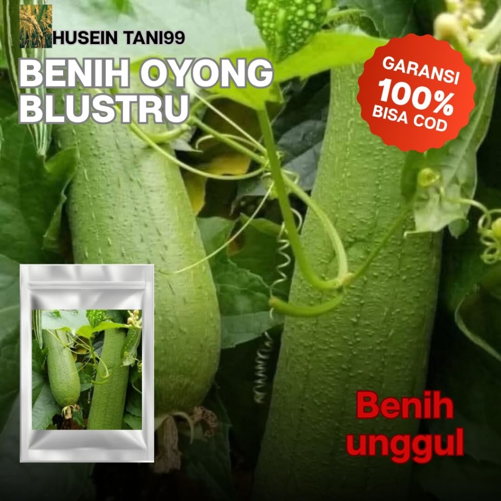 500 benih seed Oyong Blustru unggul