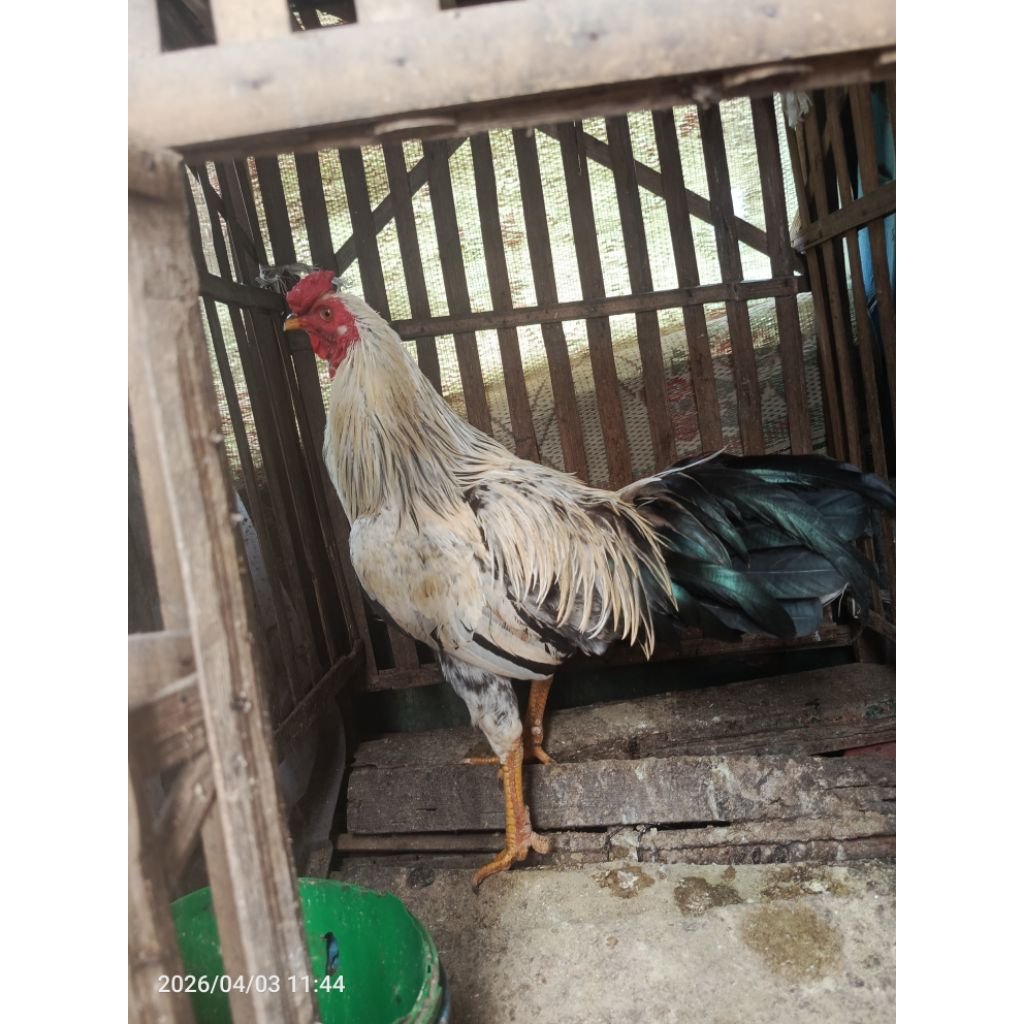 ayam ketawa anakan remaja dewasa