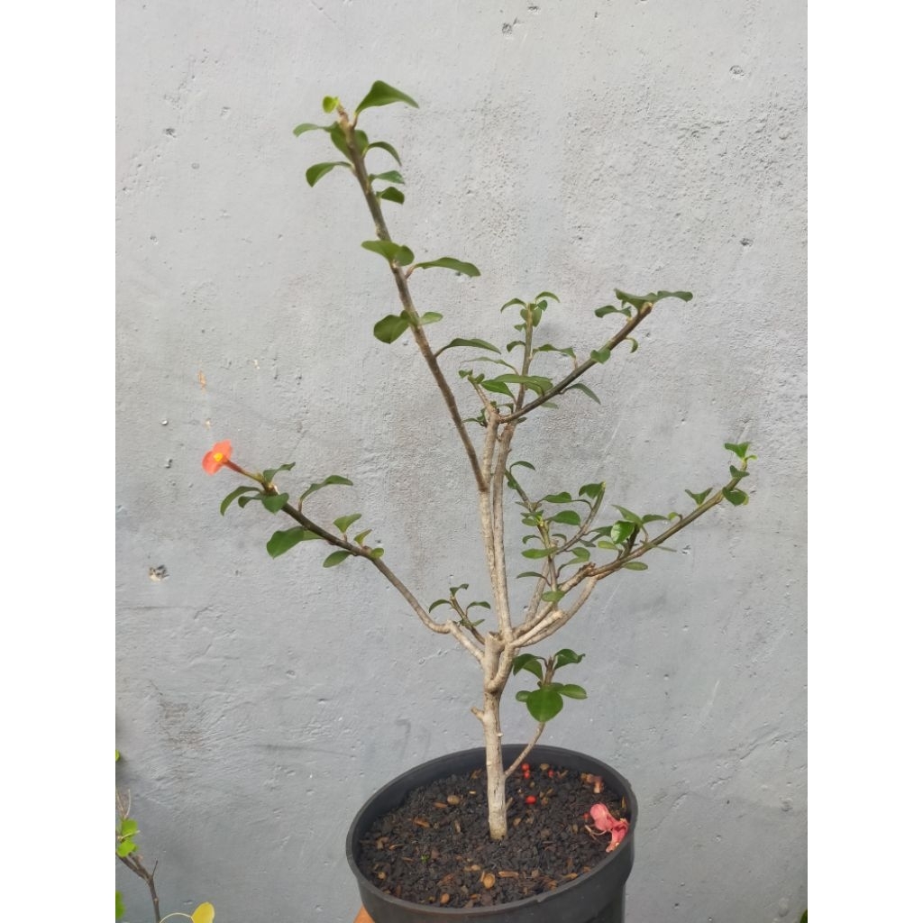 Euphorbia Geroldii Cabang Banyak
