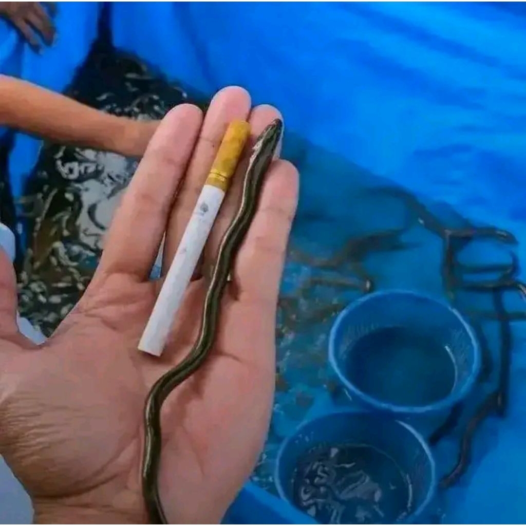 Belut kecil 50 ekor