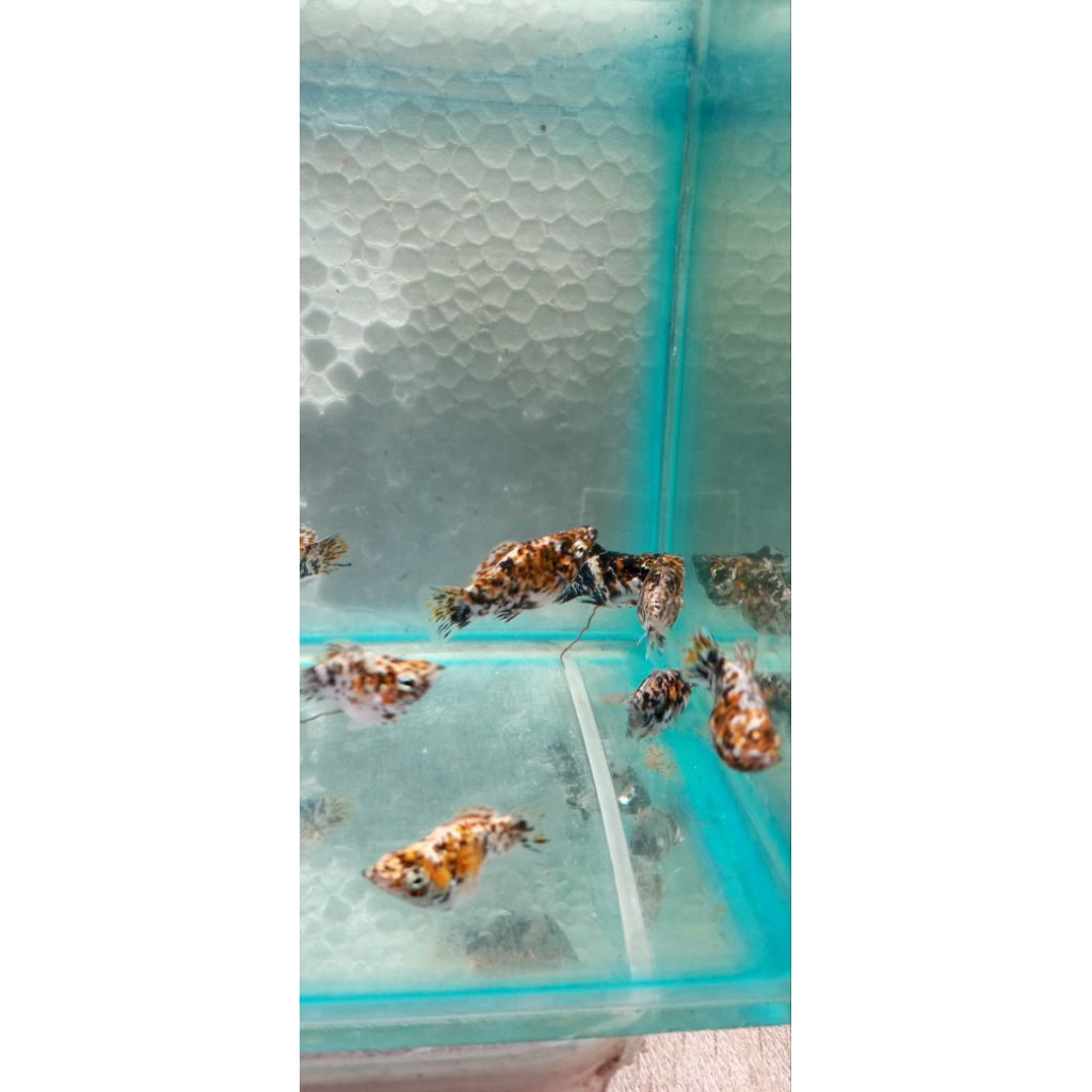 Ikan molly calicco sepasang