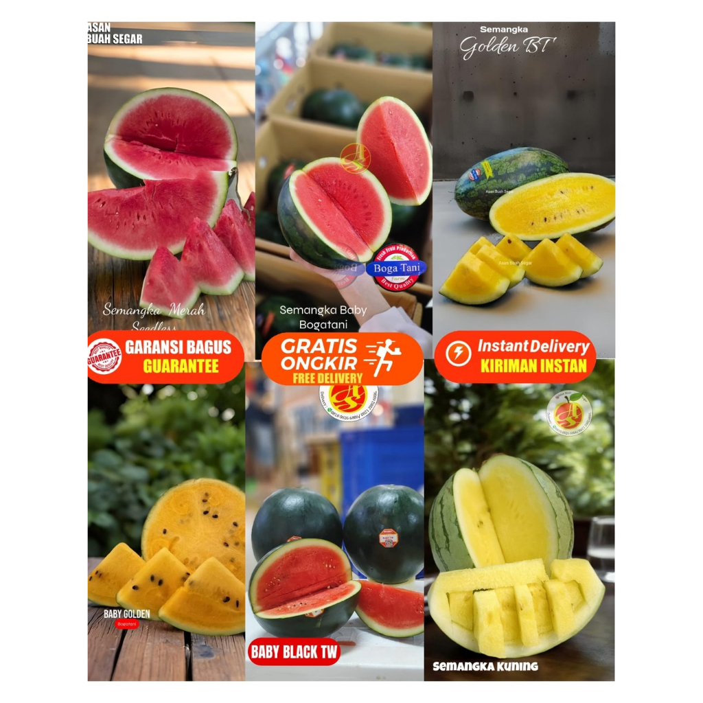 SEMANGKA MERAH ORGANIK KUNING BOGATANI SEMANGKA BABY SEMANGKA  MANIS