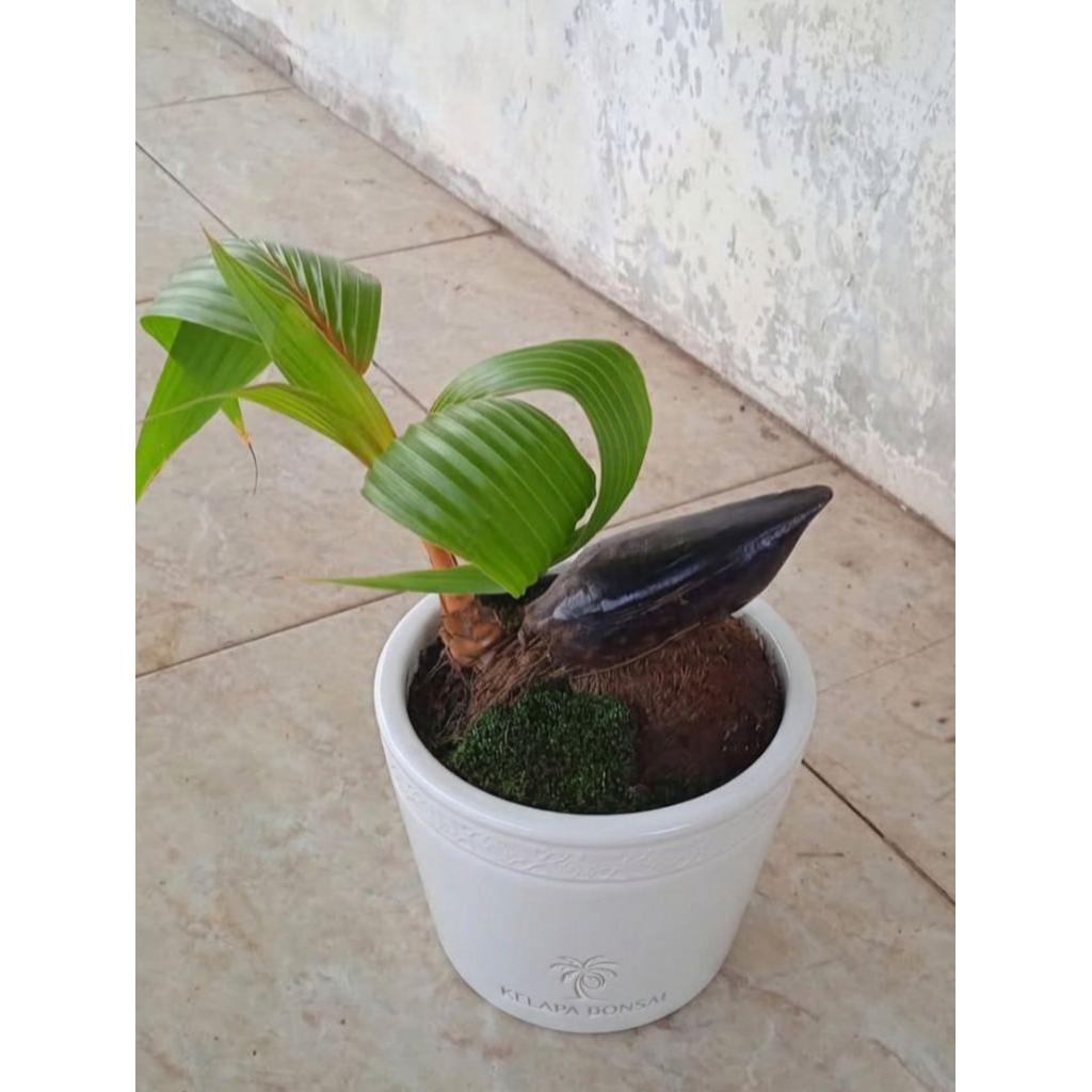 Bahan bonsai kelapa minion bonsai kelapa minion