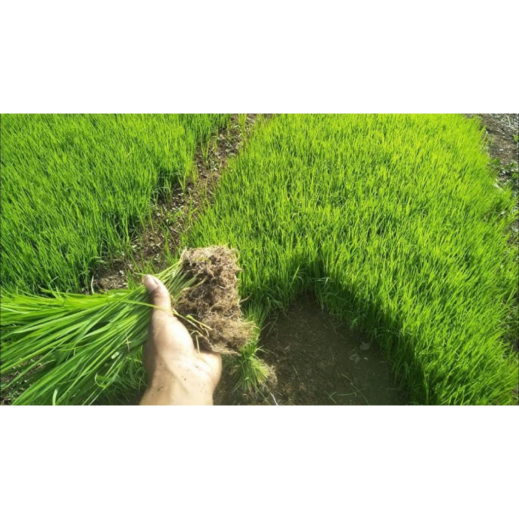 bibit padi lokal super unggulan siap tanam per ikat 500 bibit
