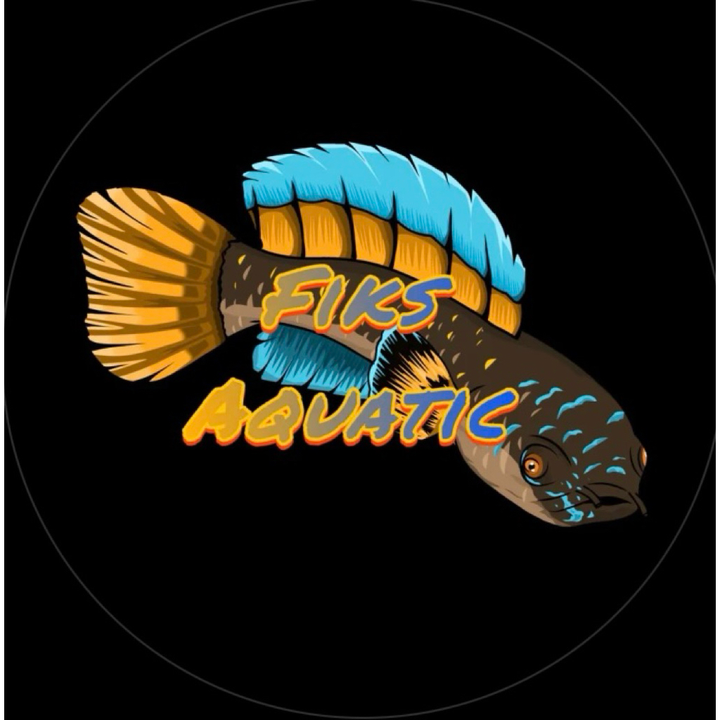 PATUNG CHANNA AURANTI GONDRONG 11-15 cm