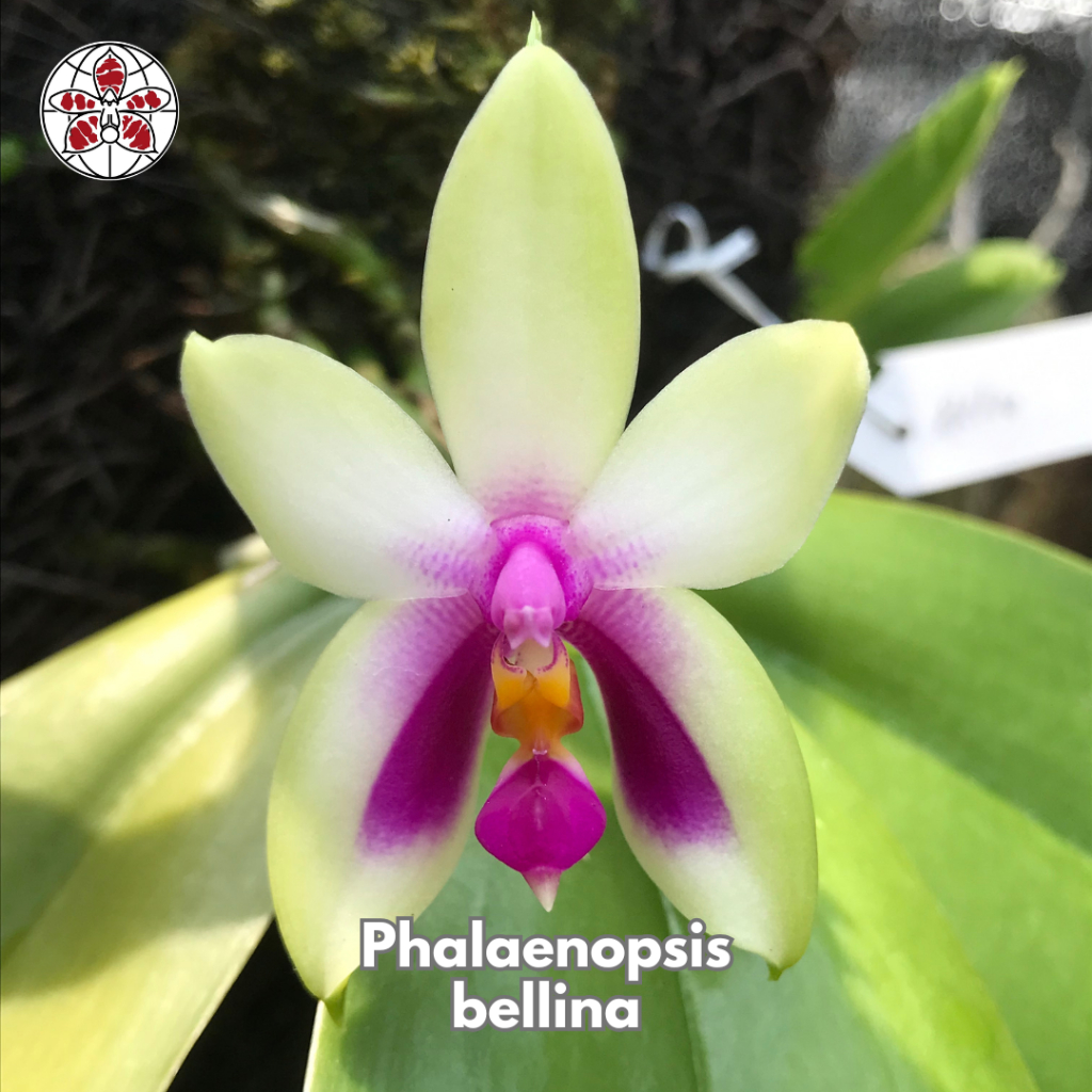 Anggrek Phalaenopsis Bellina