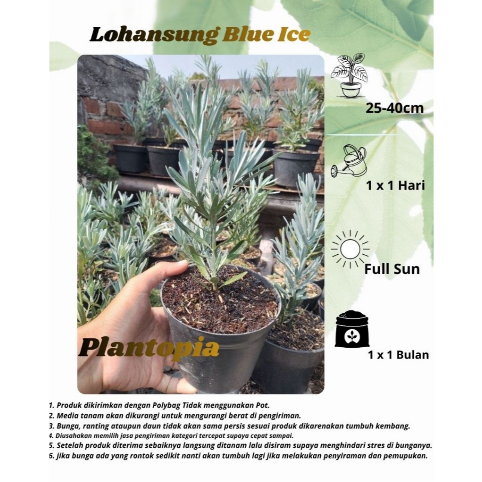 Lohansung Blue Ice - Bibit Bahan Baku Bonsai Tanaman Hias Lohansung Blue Ice
