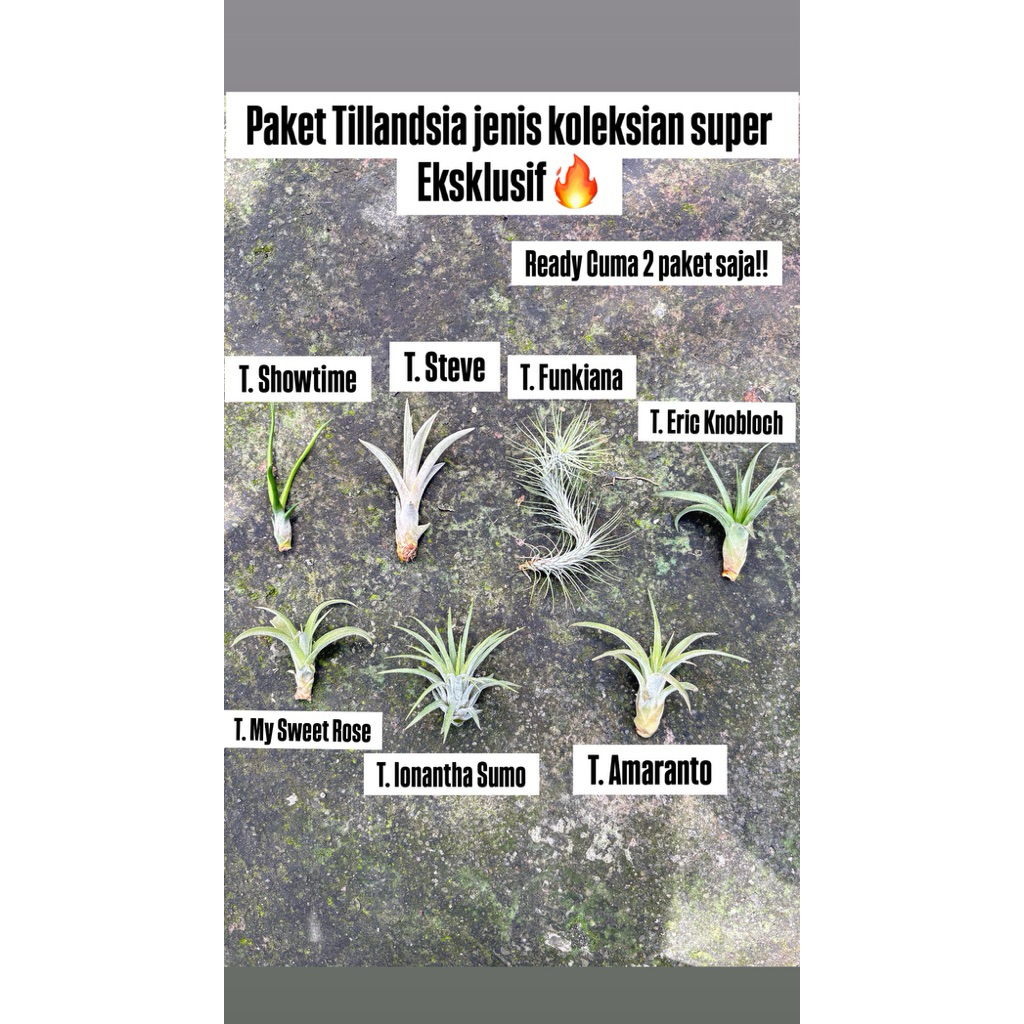 paket tillandsia