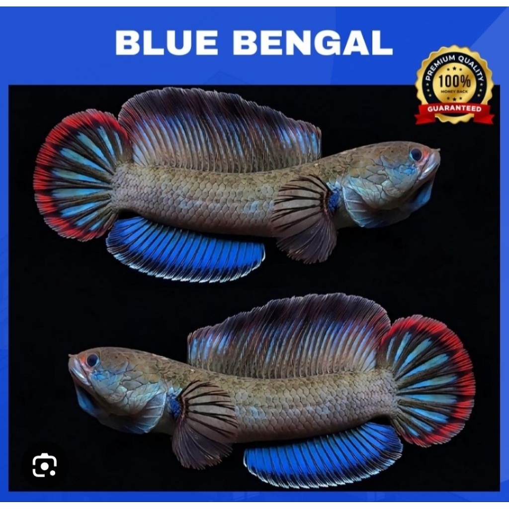 stiker channa blue bengal