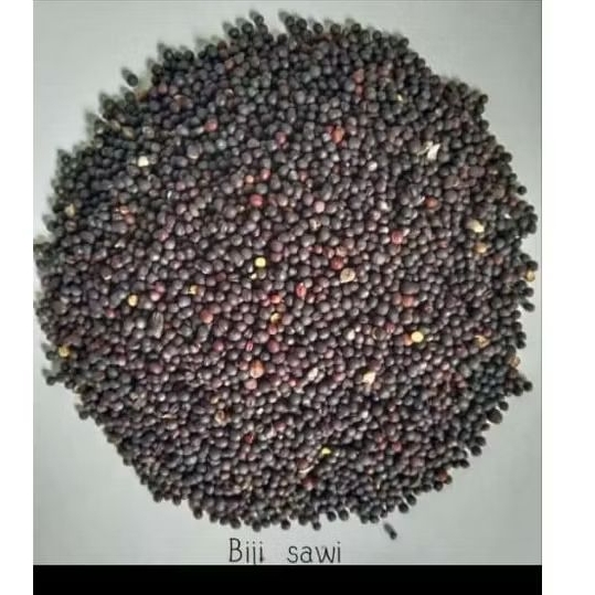 Biji Sawi Premium untuk Burung Finch Paud Lovebird