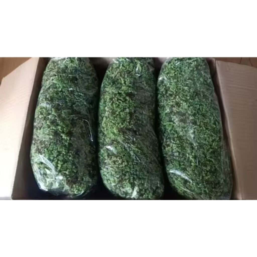 azolla 100 gram pakan alternatif ikan lele gurame nila unggas ayam bebek mentok