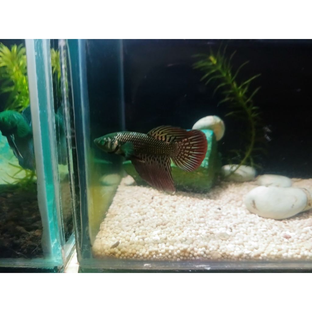 wild Betta smaragdina Cooper Hulk