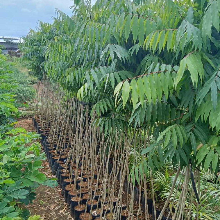 Ketinggian 1.5m - bibit tanaman lerak - Mudah tumbuh