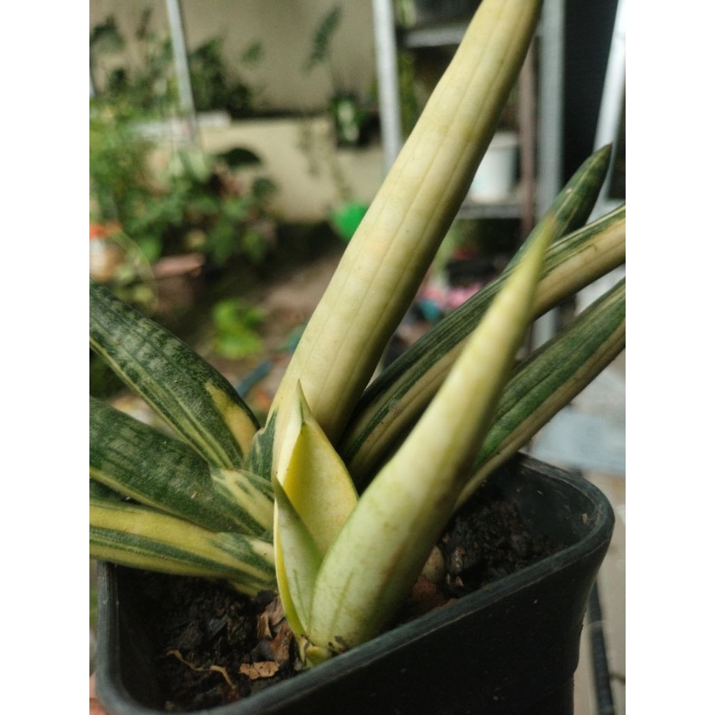 Sansevieria boncel variegata