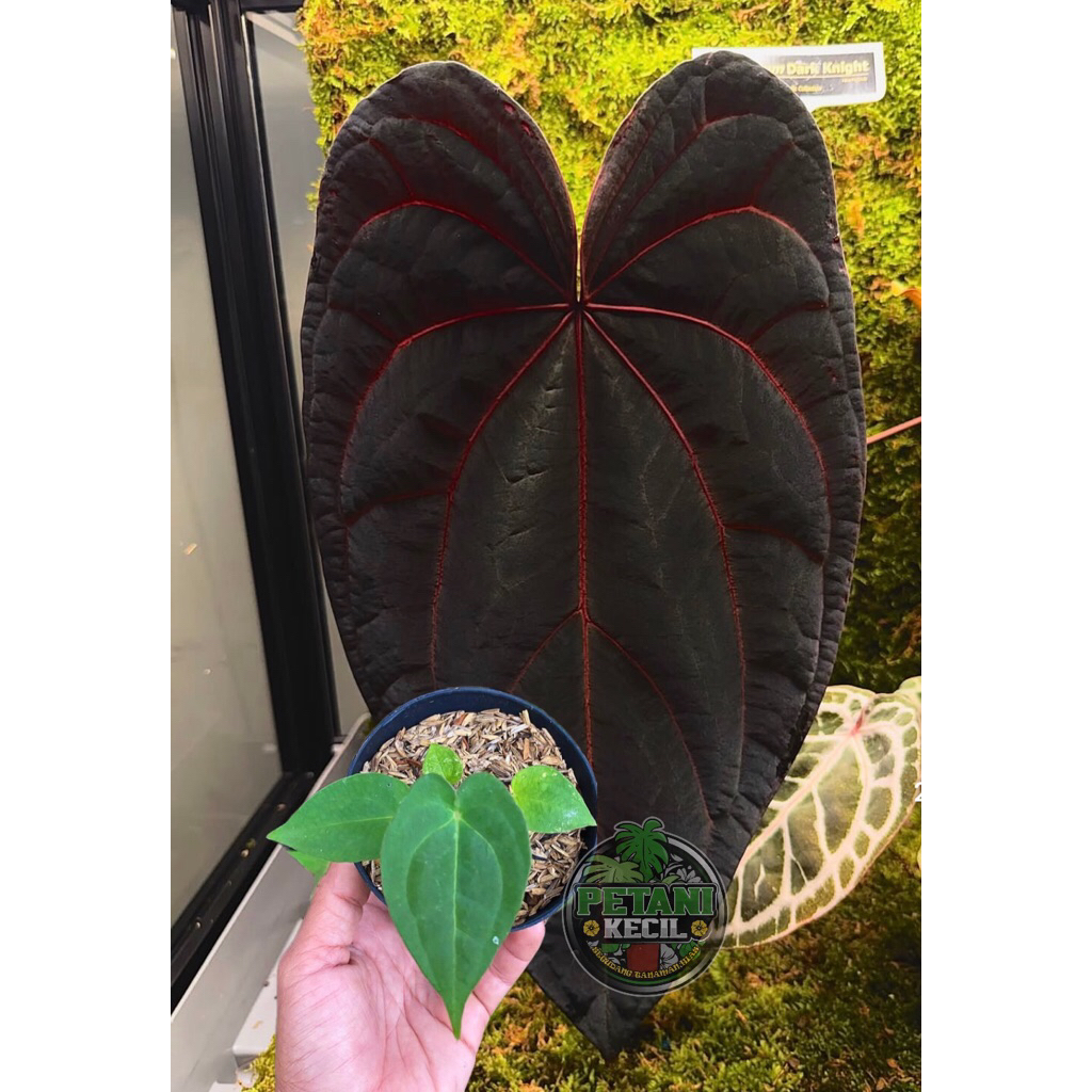 Anthurium Dark Night - Tanaman Hias Anthurium Dark Night Baby