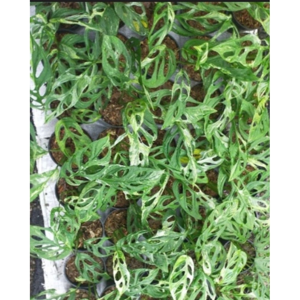 monstera janda bolong varigata platinum