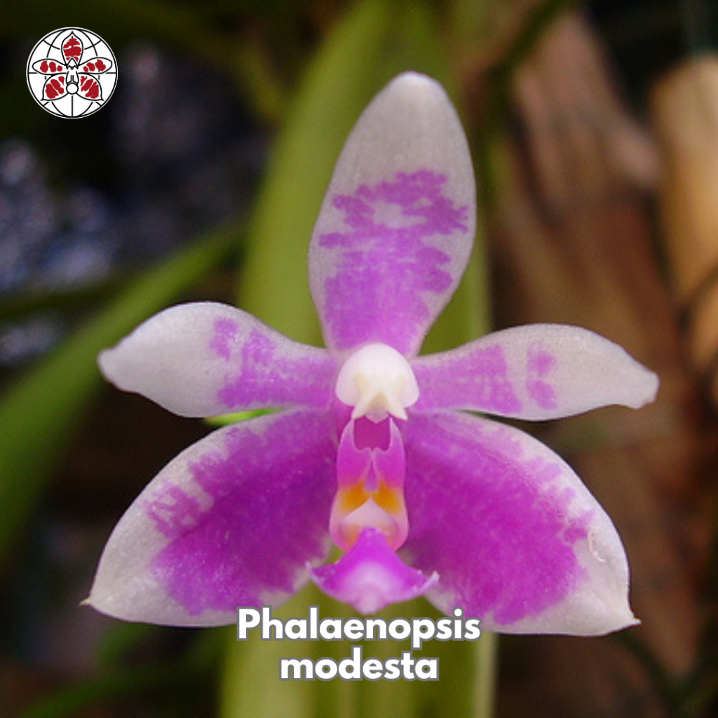 Anggrek Phalaenopsis Modesta