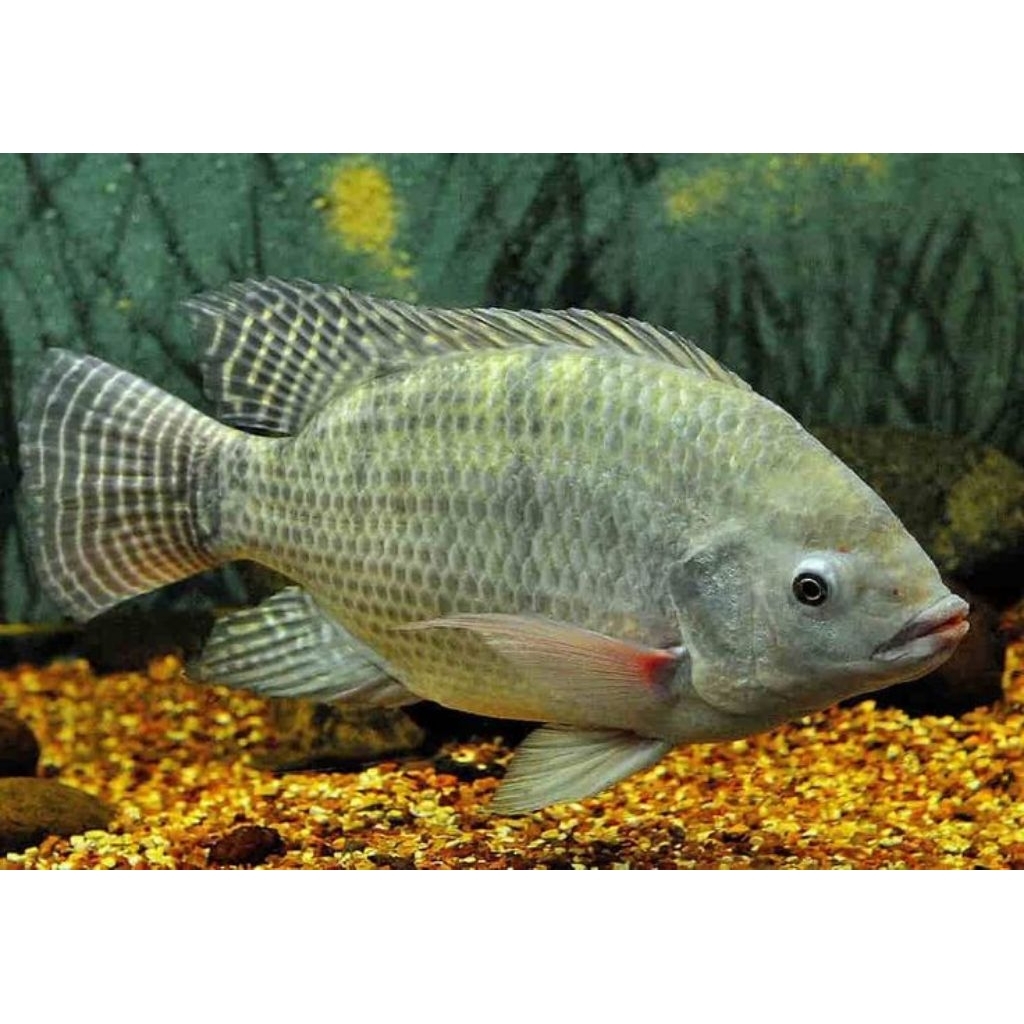 BIBIT IKAN NILA MUJAIR BANGKOK JUMBO - Nila Mujaer Merah, Hitam - Ikan Hidup Sehat & Lincah - Cocok 