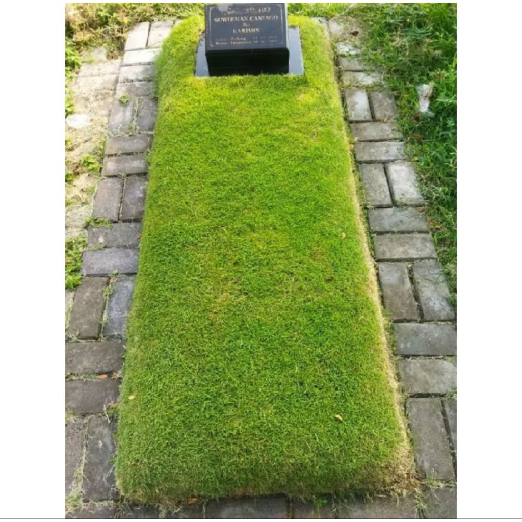 Rumput Jepang Ukuran 1 Makam / Rumput Jepang Hijau