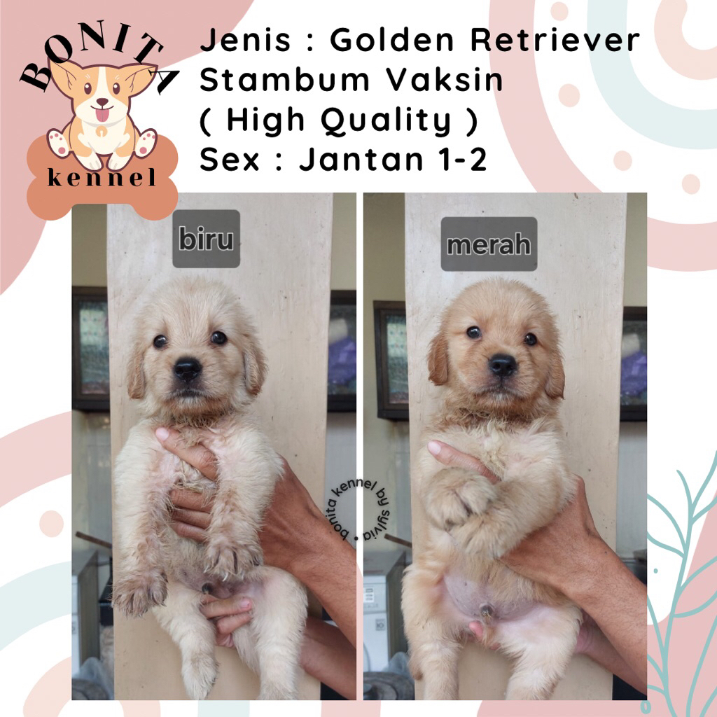 Golden Retriever Stambum Jantan Betina Anak Anjing Golden