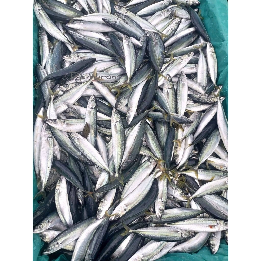 ikan dencis segar medan 500gr